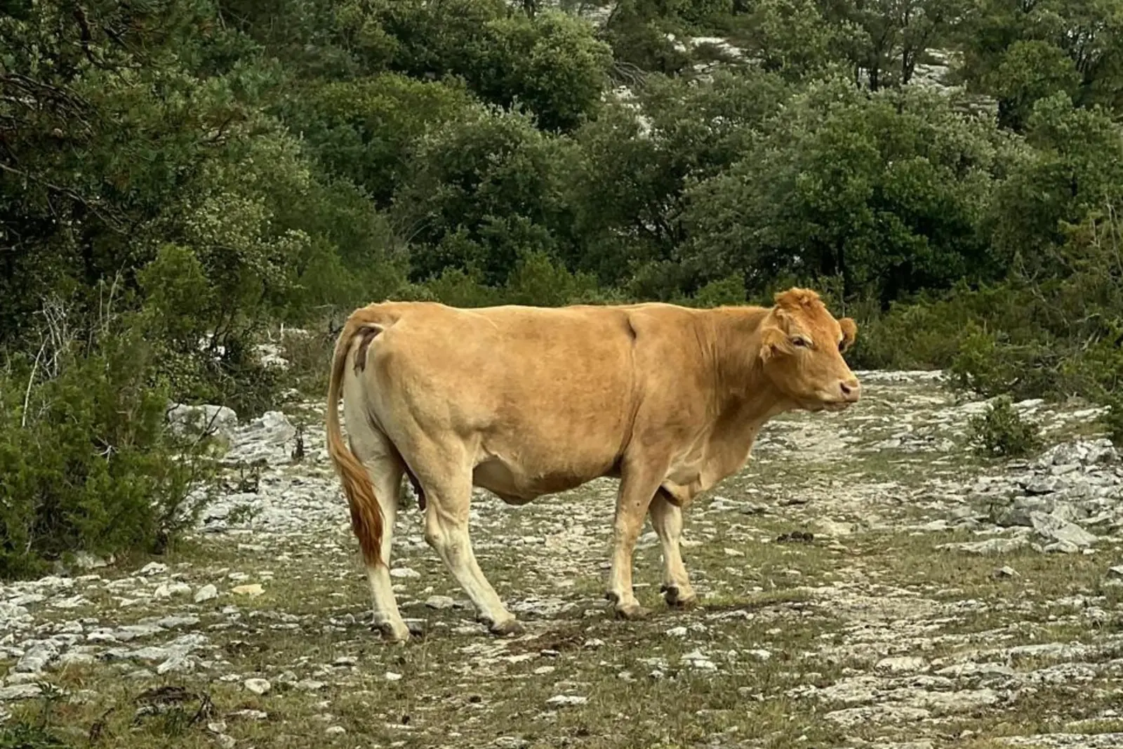 El Centro de Coordinación de Emergencias del Gobierno Vasco recibió 143 llamadas