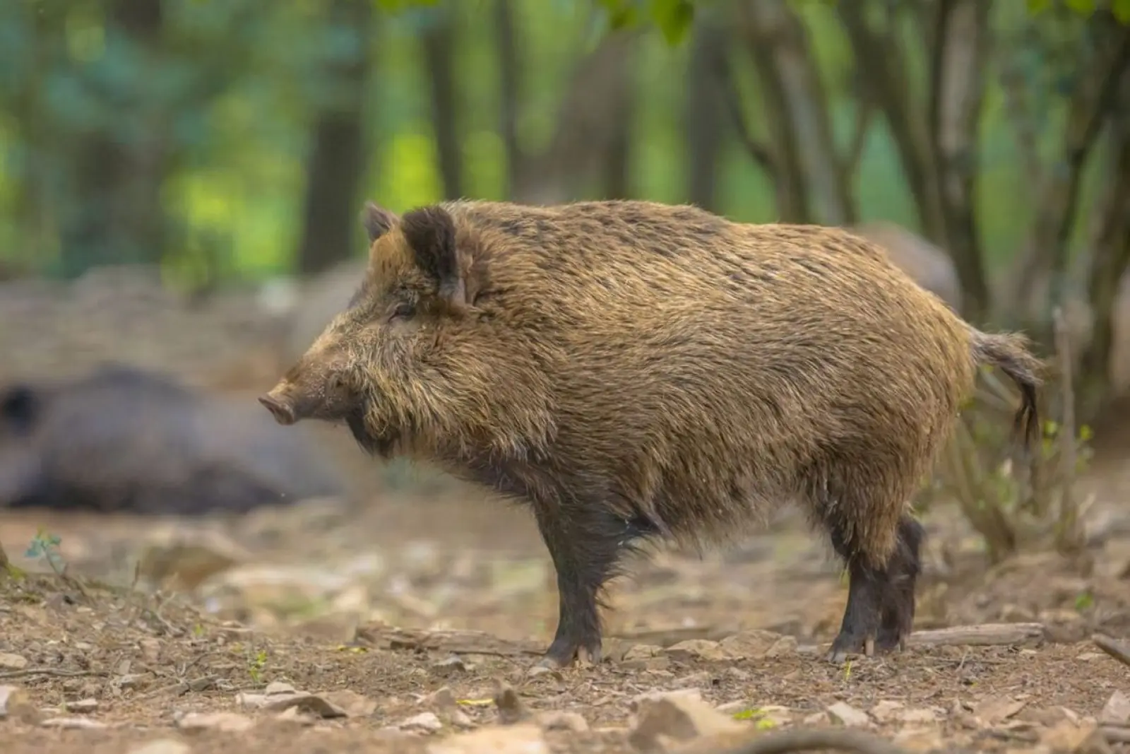 Peste porcina en barcelona. 