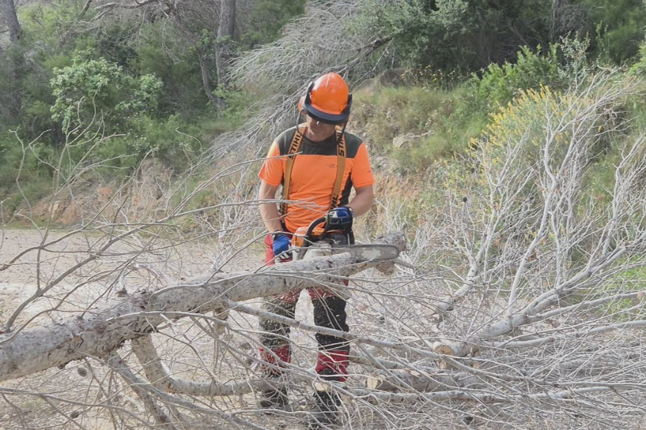 La Generalitat Valenciana amplía a Benidorm la retirada de pinos secos en Serra Gelada para reducir riesgos ambientales