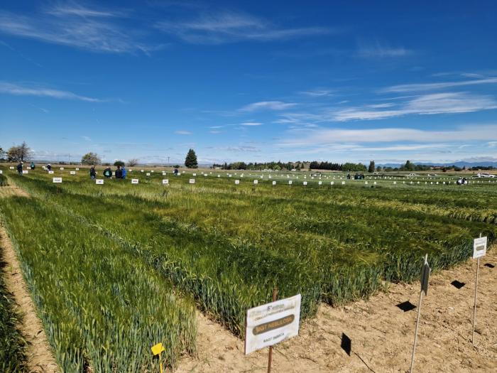 La jornada combina demostraciones en campo, ensayos agronómicos y tecnologías aplicadas, con el objetivo de avanzar hacia una agricultura más competitiva