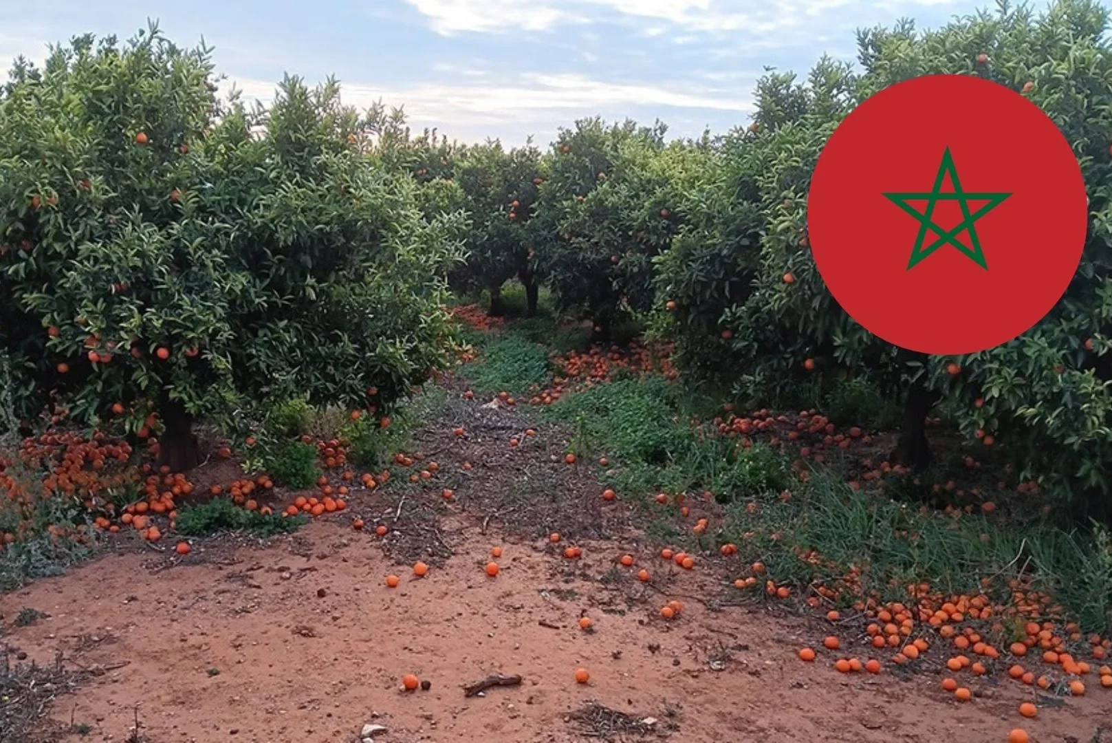 Sudáfrica, Marruecos, Egipto y Turquía inundan el mercado europeo con un récord de cítricos