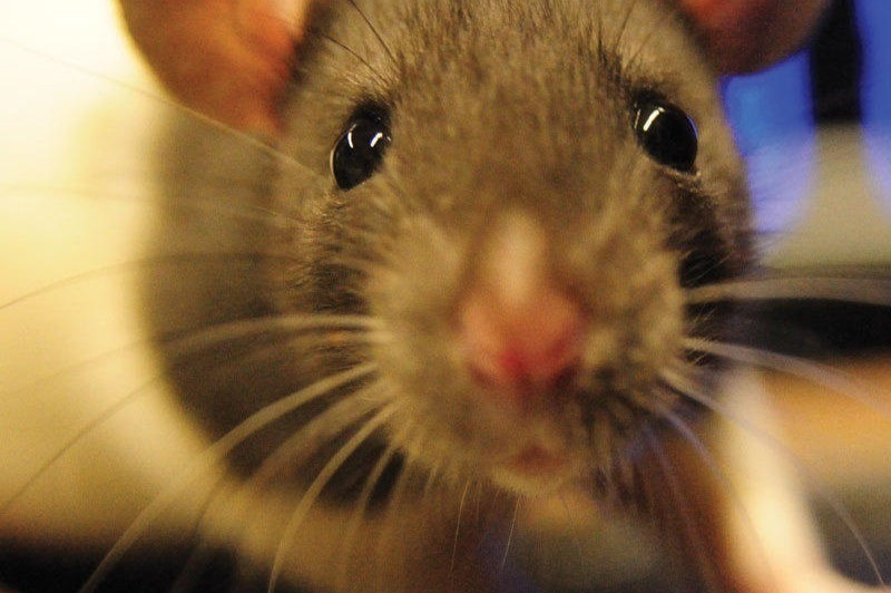 ¿Qué es el hantavirus y qué sintomas tiene?