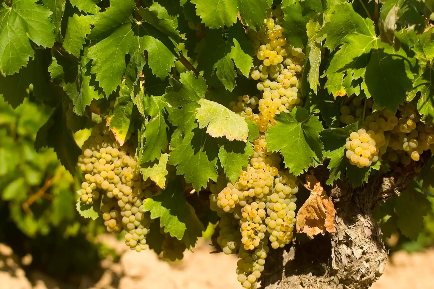 Requena brinda por su capitalidad del vino con una gran fiesta del verano en L'Umbracle de València