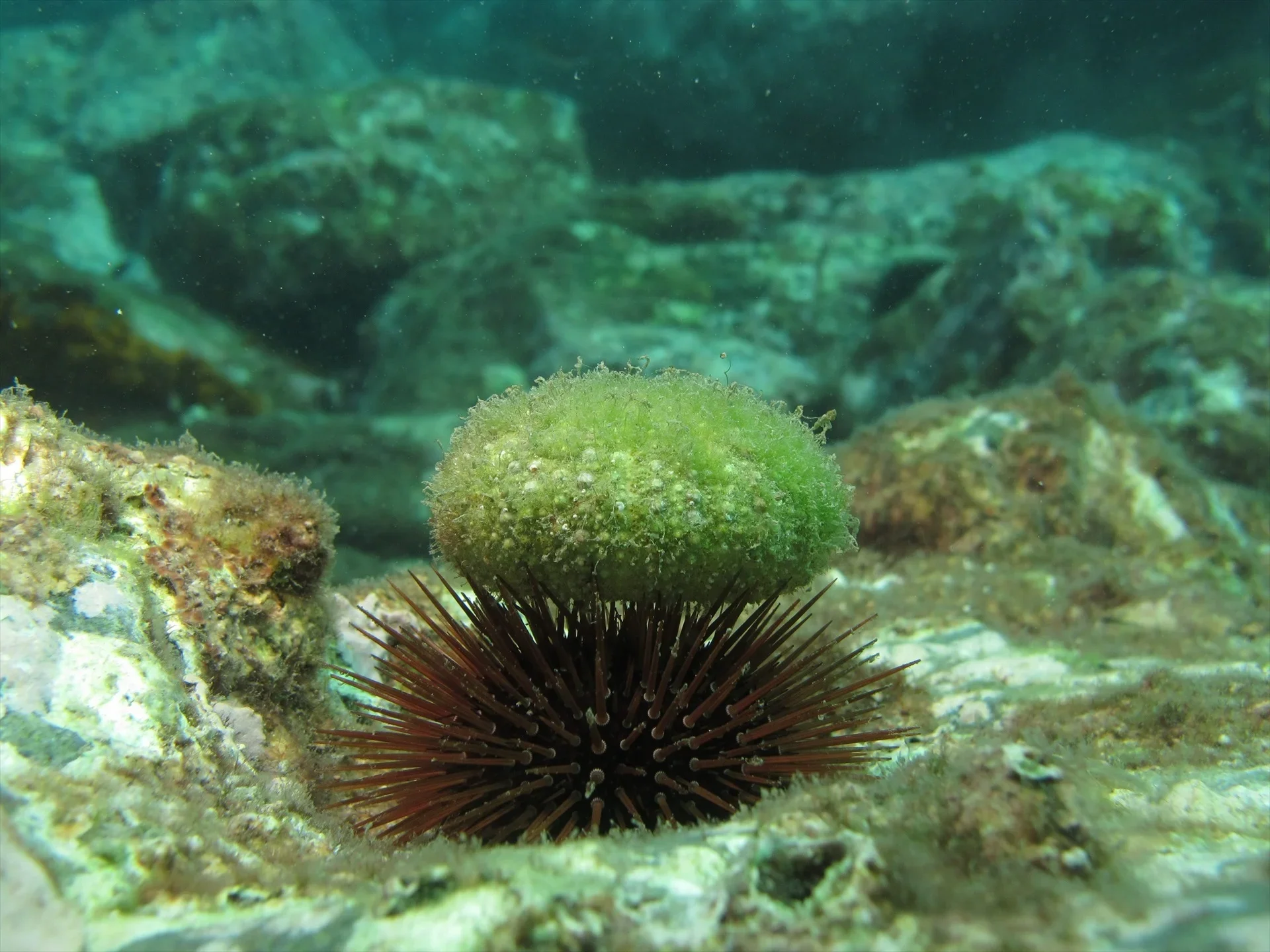 La Generalitat Valenciana y la Fundación Oceanografic sueltan 1.800 erizos de mar en el Cabo de San Antonio