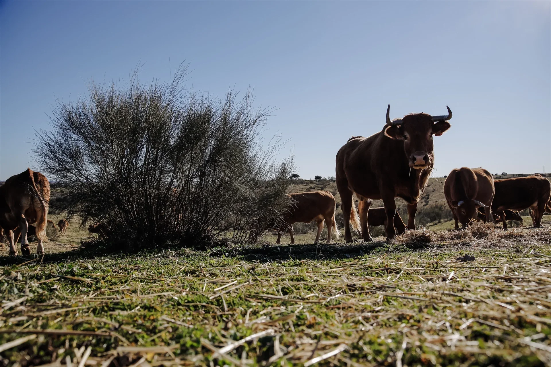 La Junta destina 250.000 euros a las asociaciones de criadores de razas autóctonas de Castilla y León