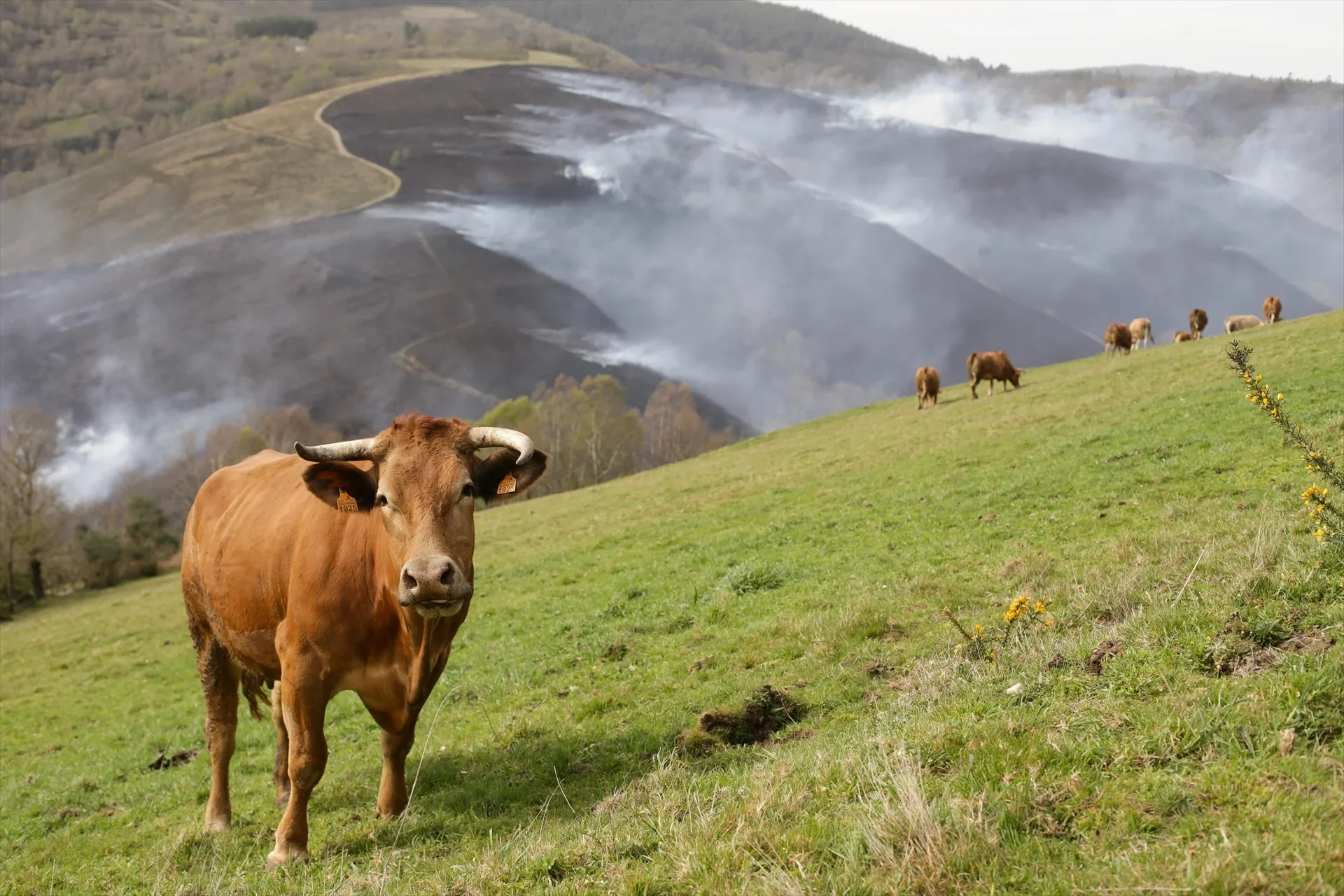 La Xunta refuerza las ayudas al desarrollo rural en Galicia con más presupuesto y nuevos premios