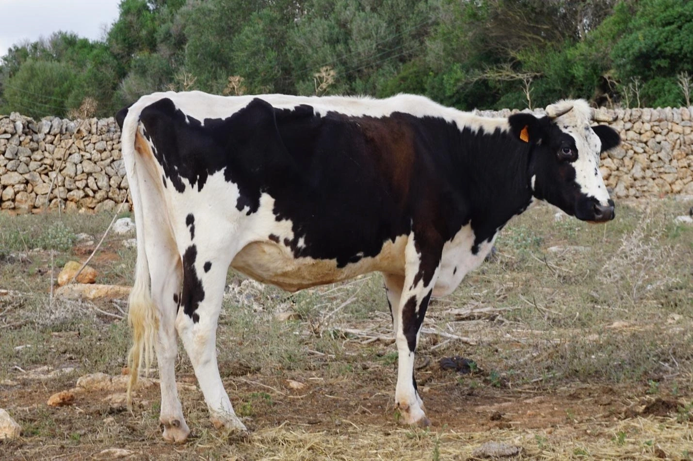 La Junta de Castilla y León compensará las dificultades de recogida de leche en zonas de montaña