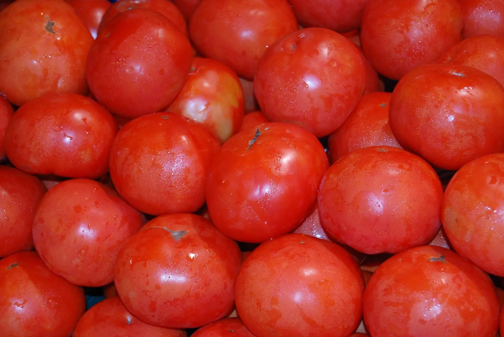 El tomate marroquí pone contra las cuerdas al campo español: 4.000 hectáreas menos