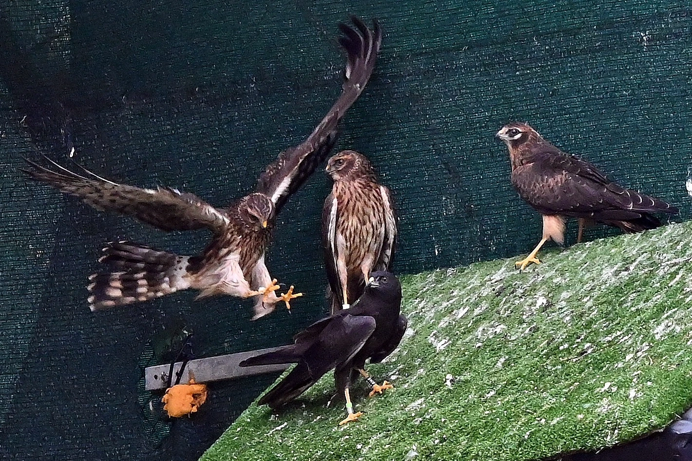 Castilla y León refuerza la atención a la fauna silvestre tras más de 8.300 ingresos en 2025