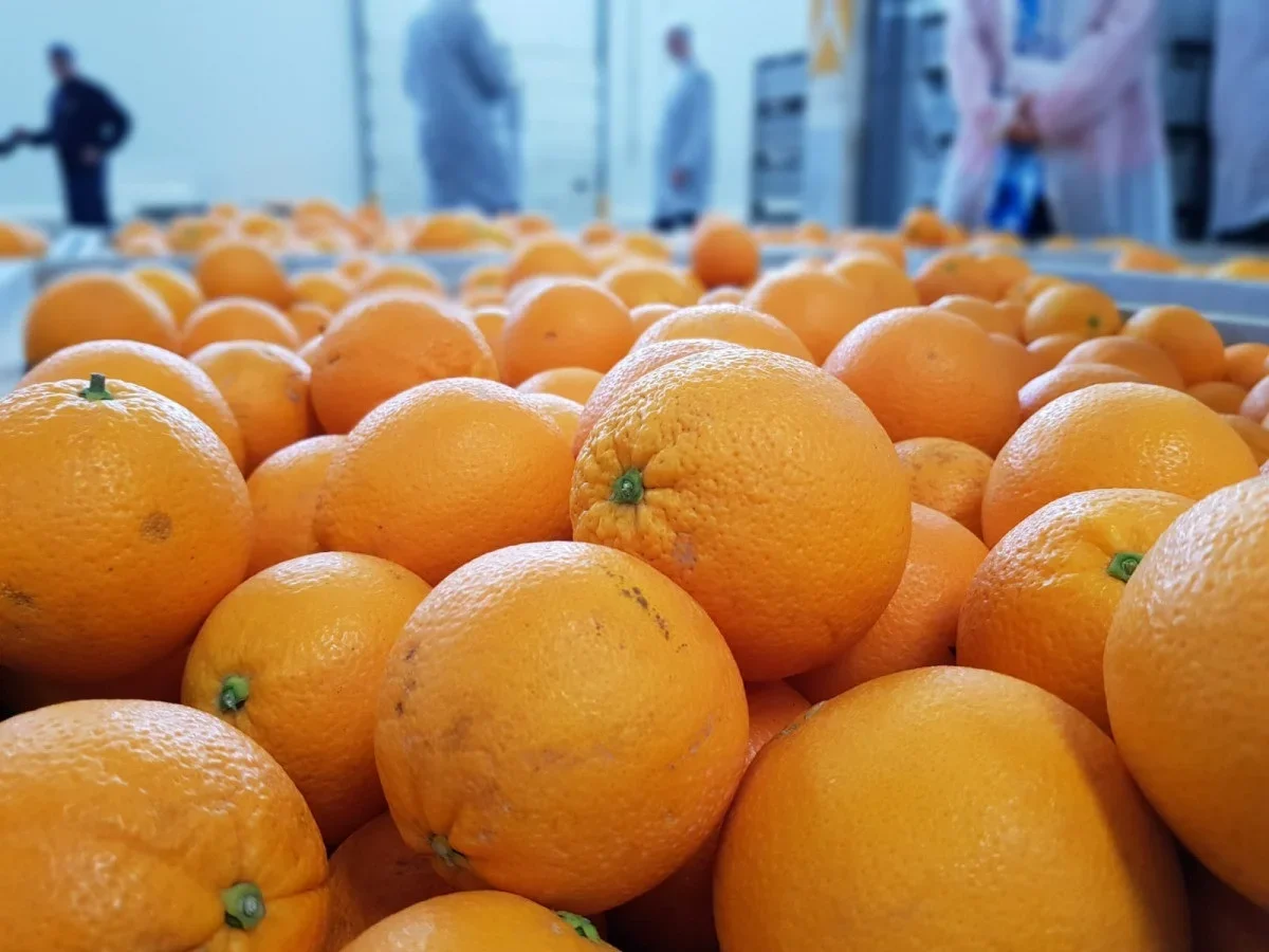 En cuanto al origen de la fruta, Sudáfrica mantuvo una posición dominante en el mercado europeo