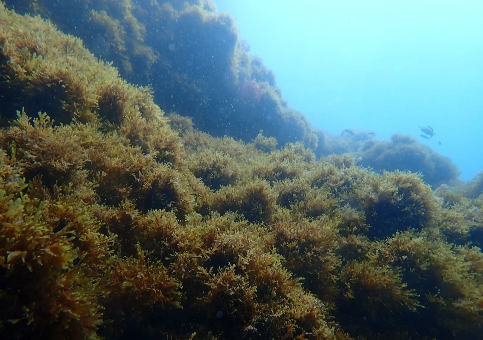 La Generalitat Valenciana y la Fundación Oceanografic sueltan 1.800 erizos de mar en el Cabo de San Antonio