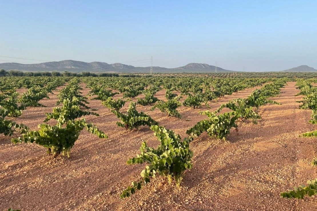 La Junta concede 9 millones en ayudas para la reestructuración y reconversión de viñedos en Extremadura