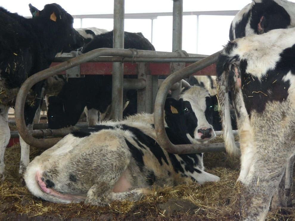 El objetivo del programa es acelerar la incorporación de tecnologías avanzadas en las explotaciones agrícolas y ganaderas 