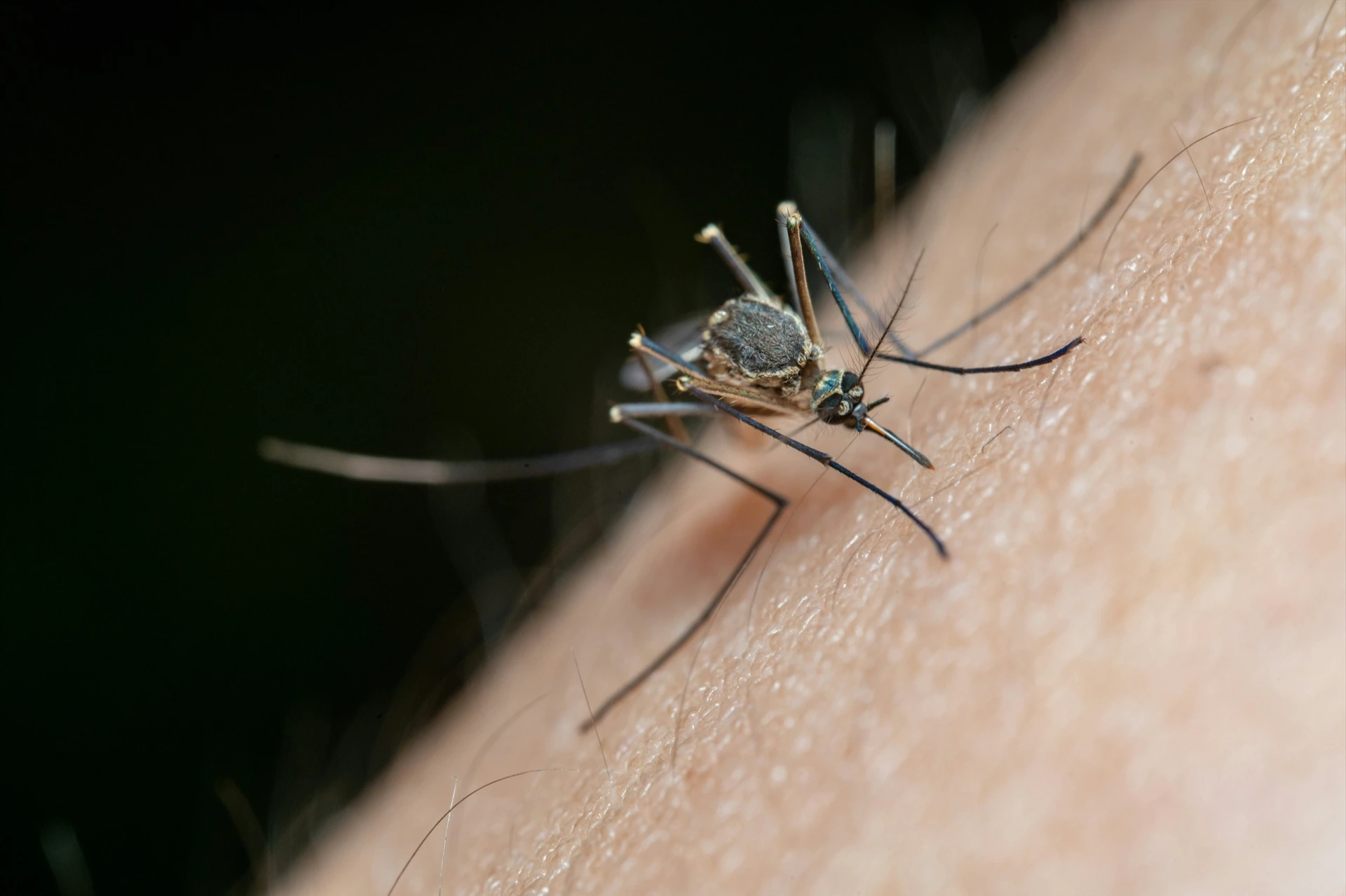 El virus del Nilo deja la primera víctima mortal y aumenta la preocupación en Sevilla