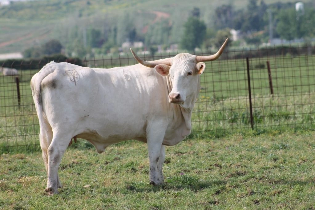 La Junta de Extremadura destina un millón de euros en ayudas para fomentar la cría en pureza de razas autóctonas