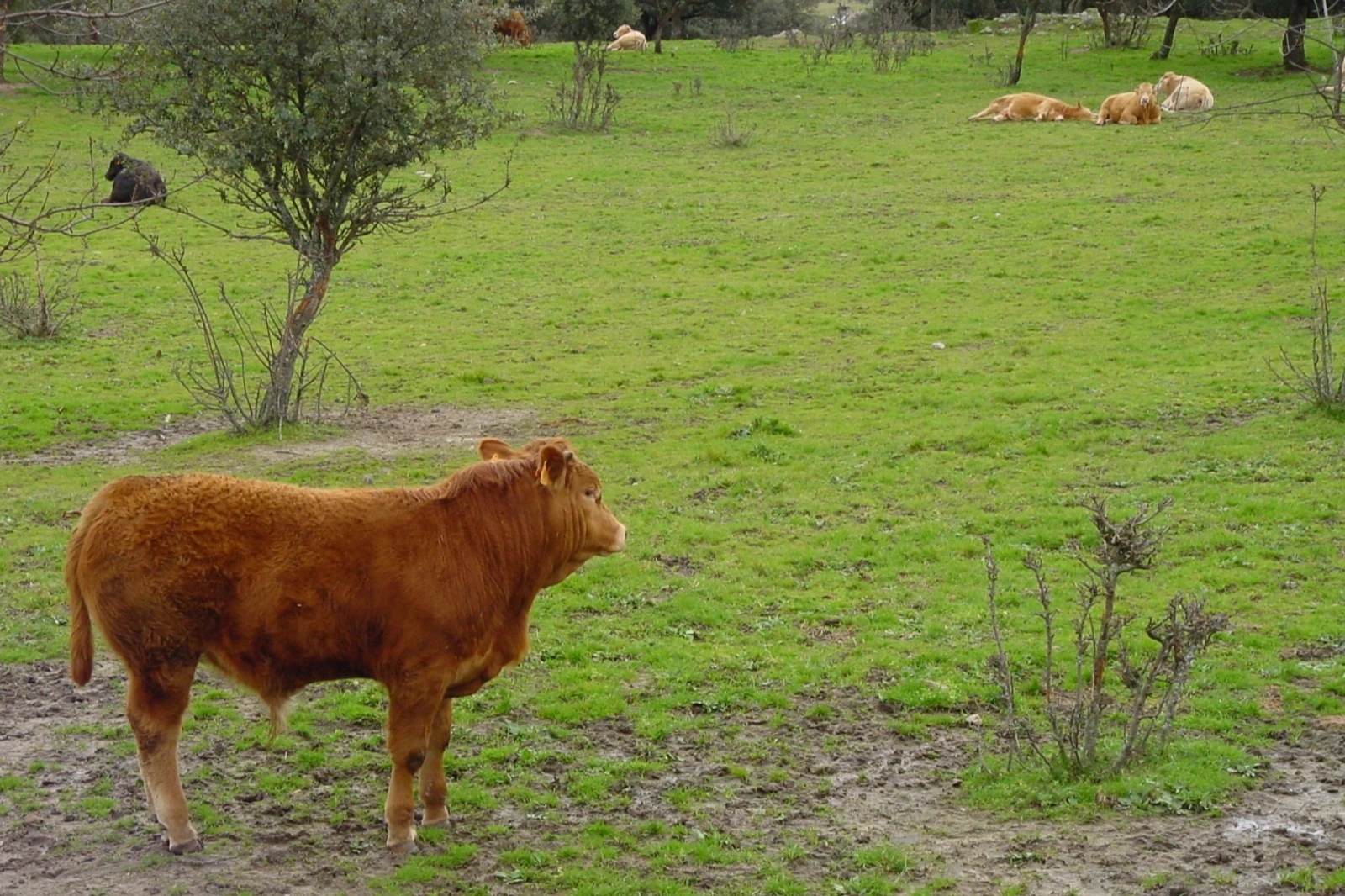 Extremadura aprueba casi 20 millones en ayudas agroambientales para 5.000 agricultores y ganaderos