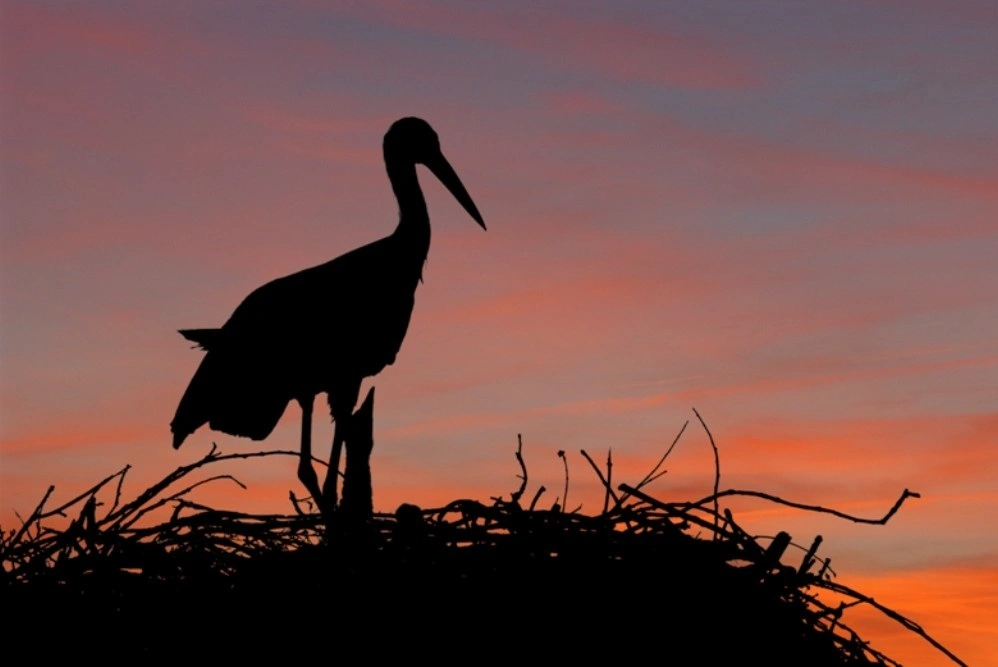 La Junta de Extremadura destina 5 millones a proteger especies en explotaciones agrarias y ganaderas