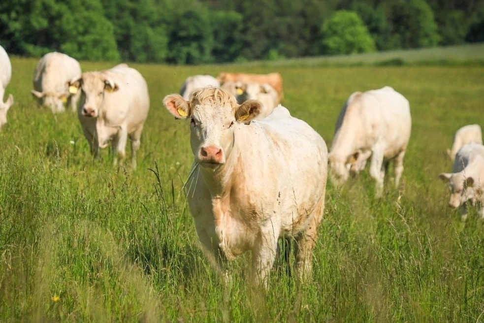 La Junta de Castilla y León impulsa la innovación agroalimentaria con nuevas ayudas a la investigación