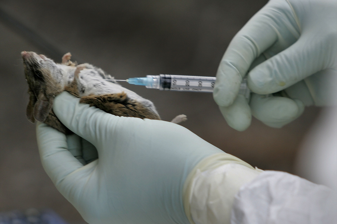 El antecedente más oscuro del hantavirus