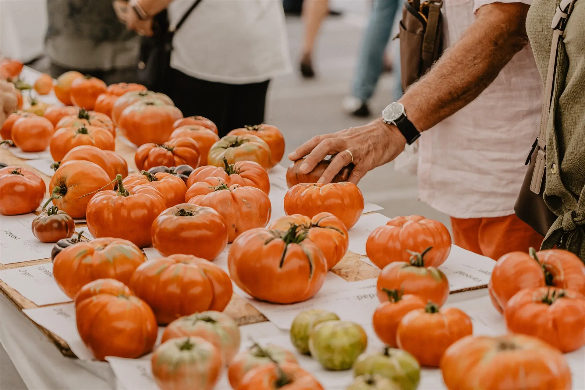 La conexión con el PSOE que salpica al negocio del tomate marroquí en Europa