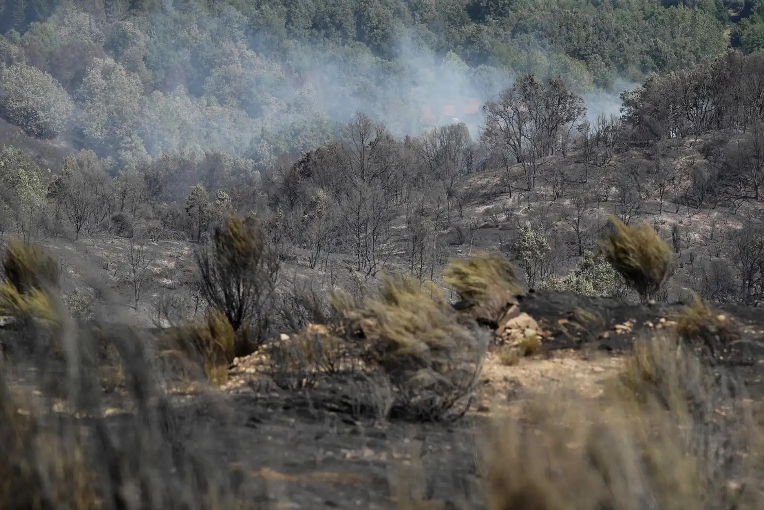 Cuatro incendios bajo investigación reavivan el debate sobre los fuegos provocados en España