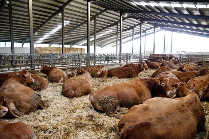 Cantabria aumenta en 150.000 euros las ayudas a la ganadería ecológica