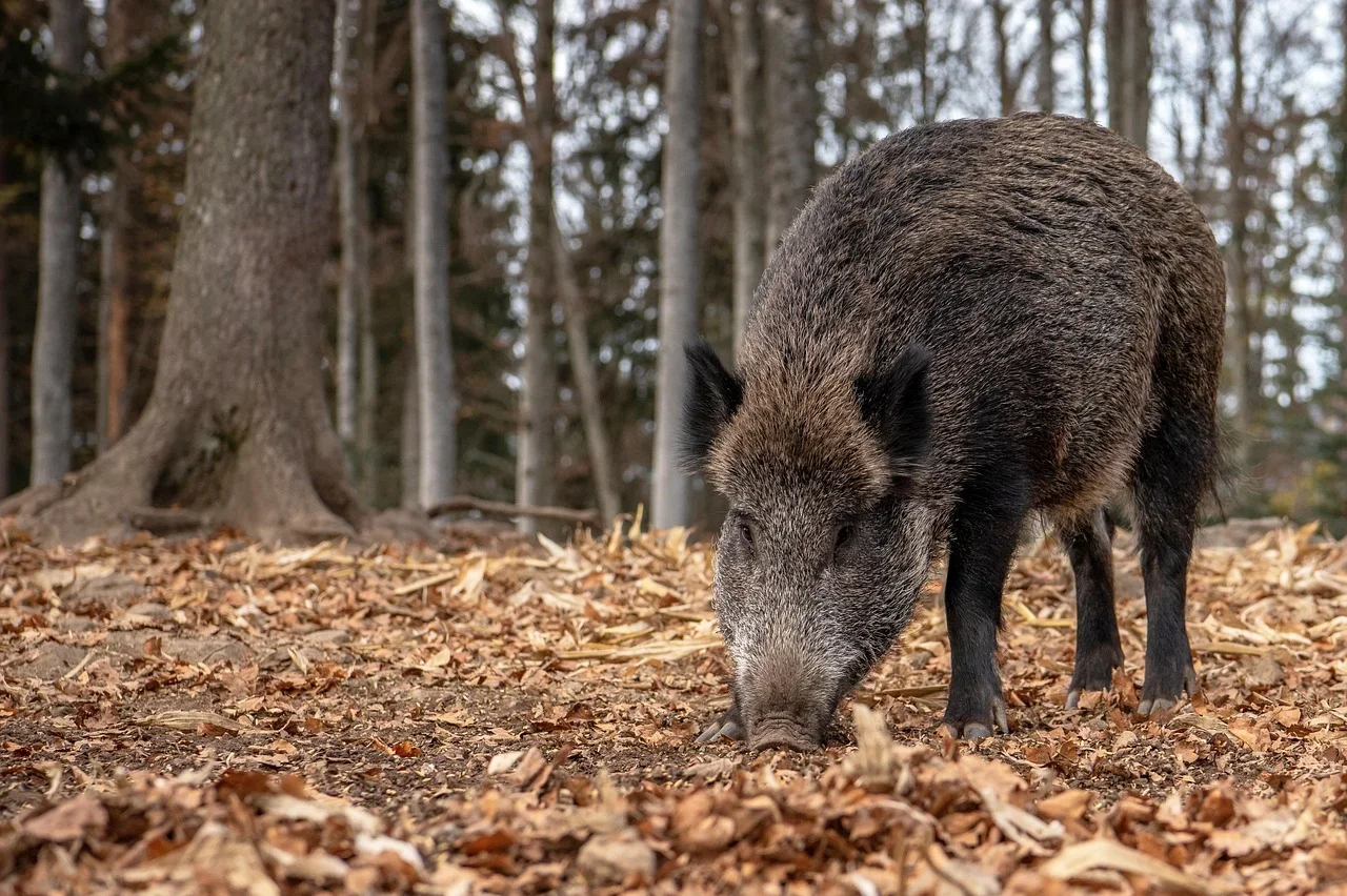 Aragón crea una mesa de prevención para blindar al sector porcino frente a la peste porcina africana