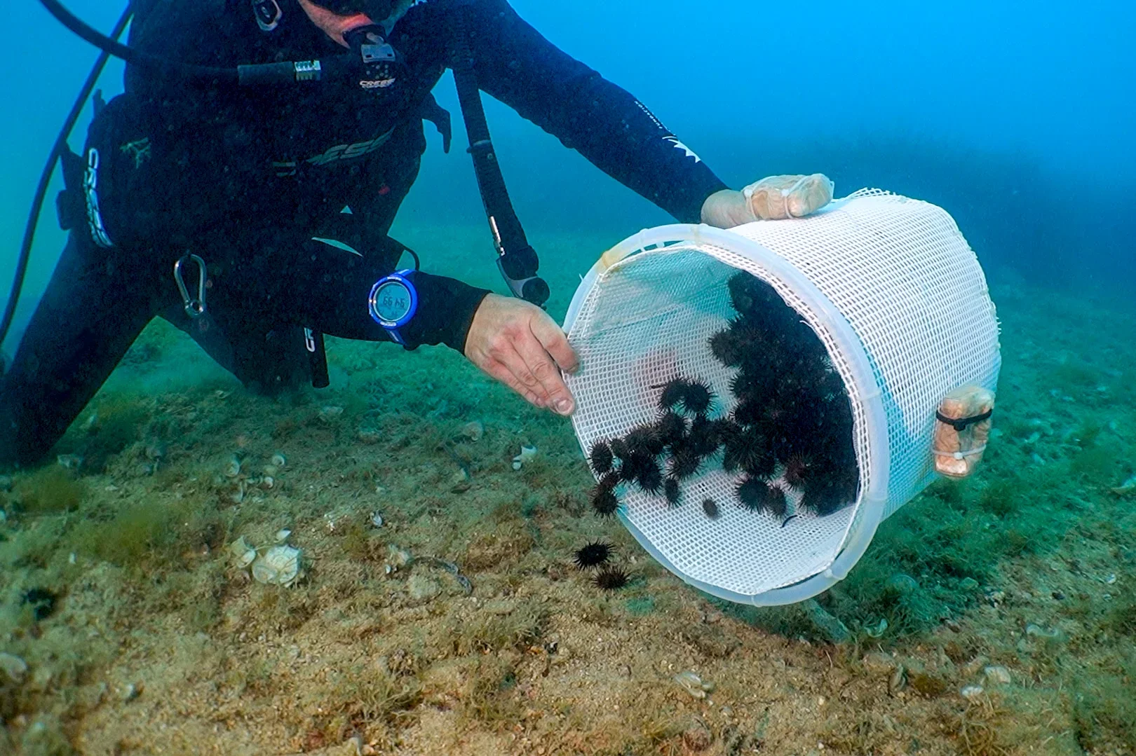 La Generalitat Valenciana y la Fundación Oceanografic sueltan 1.800 erizos de mar en el Cabo de San Antonio