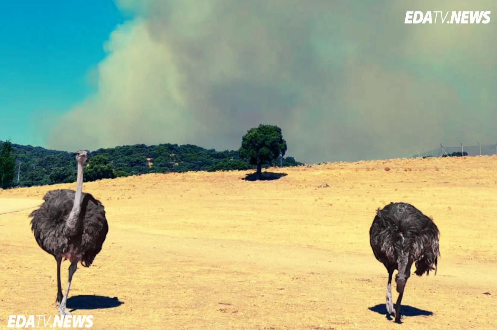 El incendio de Aldea del Fresno rodea de humo el Safari Madrid y activa sus protocolos de emergencia