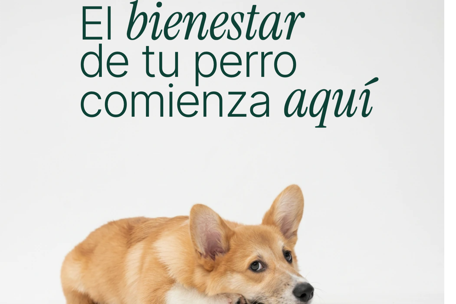 Hundwell: la plataforma de bienestar canino que busca acabar con el abandono de perros en España