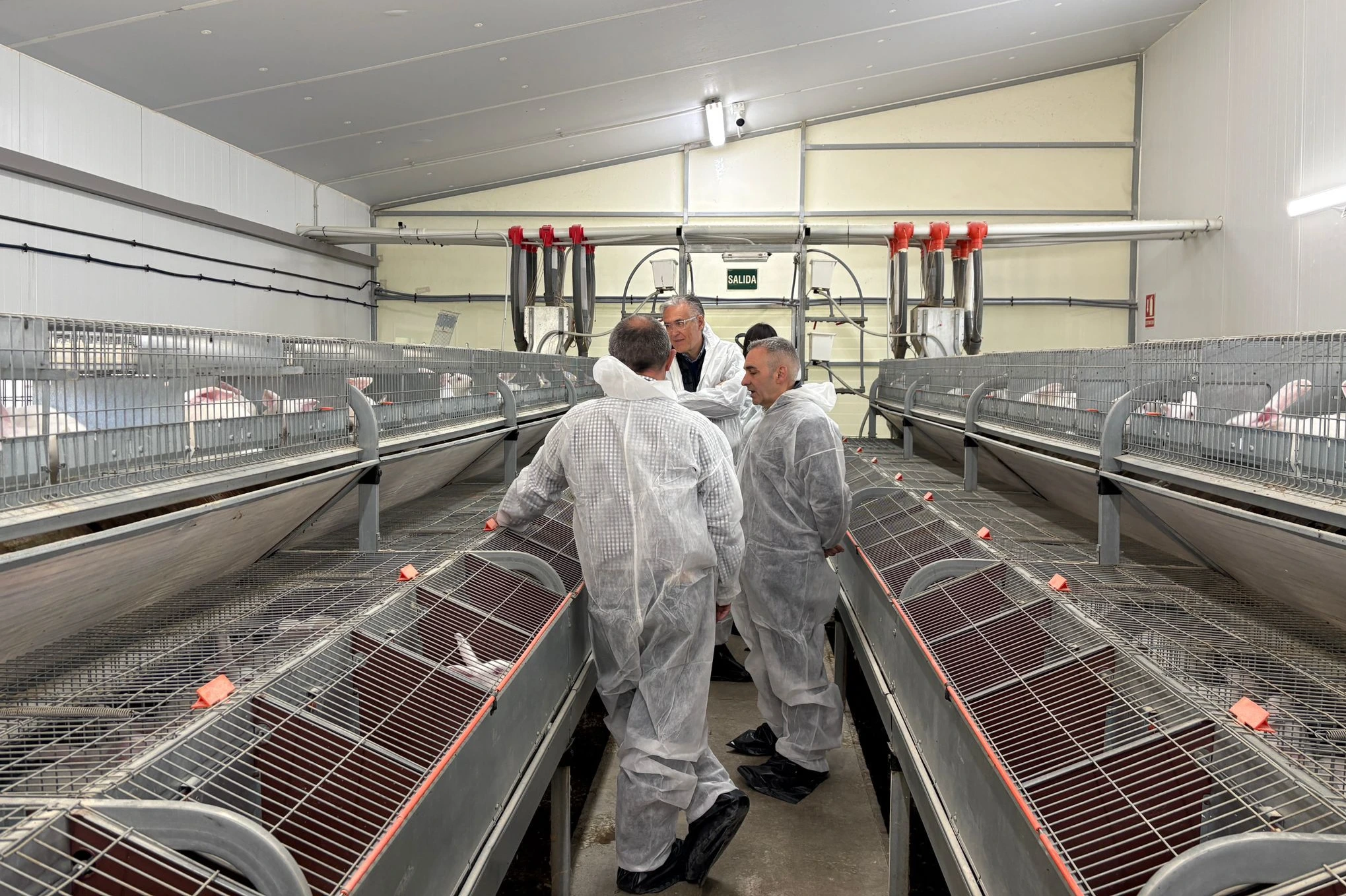 La Generalitat Valenciana impulsa ayudas al sector cunícola para mejorar su rentabilidad y continuidad