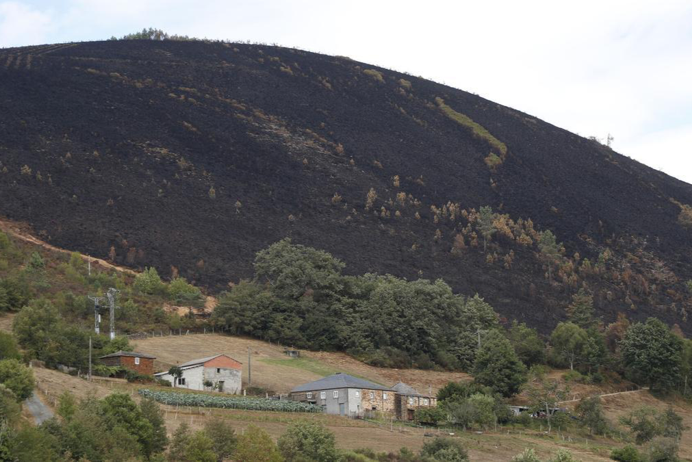 La Xunta impulsa la reforestación con 8,5 millones en ayudas
