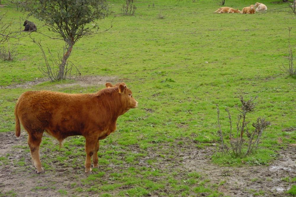 La Junta de Extremadura refuerza su compromiso con el sector ganadero